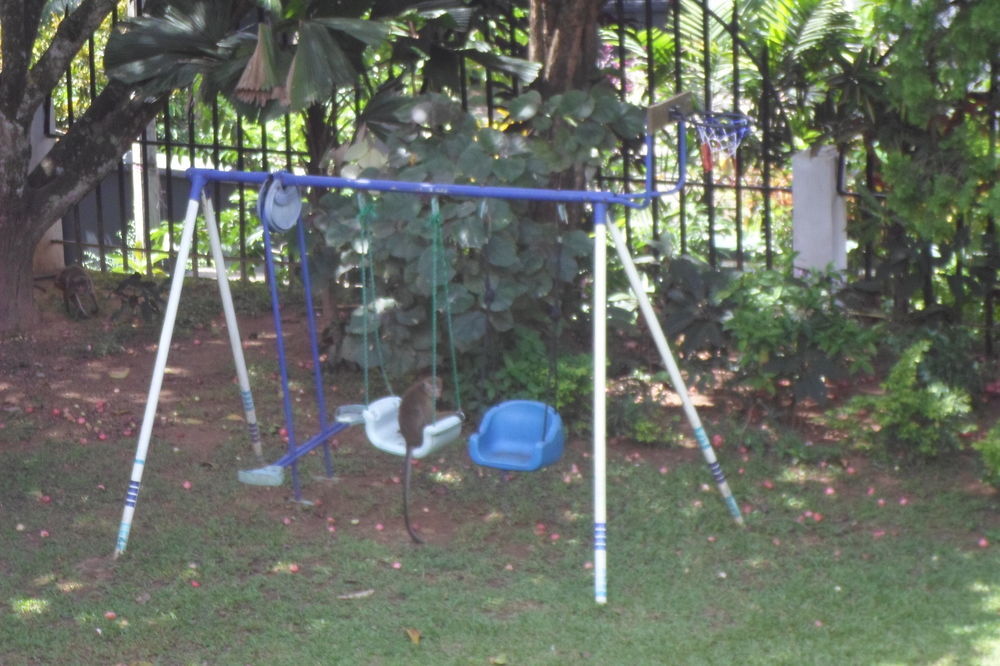 Kandy Green View Bungalow エクステリア 写真